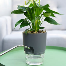 Load image into Gallery viewer, Aqua Roots - Self Watering Plant Pot - Aqua Roots™
